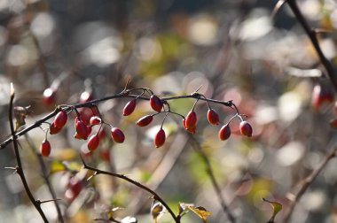 Bir ağacın dalında kırmızı meyveler