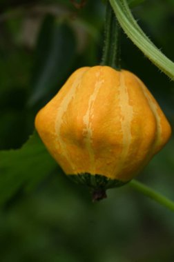 Güzel botanik fotoğrafı, doğal duvar kağıdı.