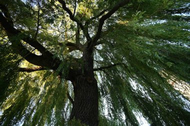 Ağaç dalları, yeşil flora