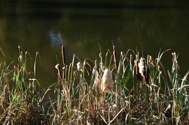 Doğanın güzel manzarası