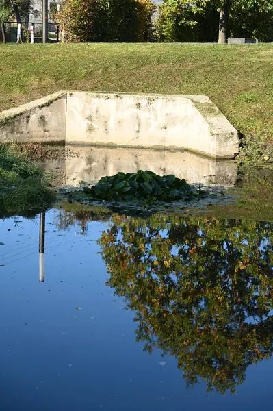 Parkta bir gölet