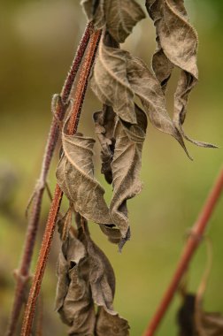 Yeşil bir yaprağa yaklaş