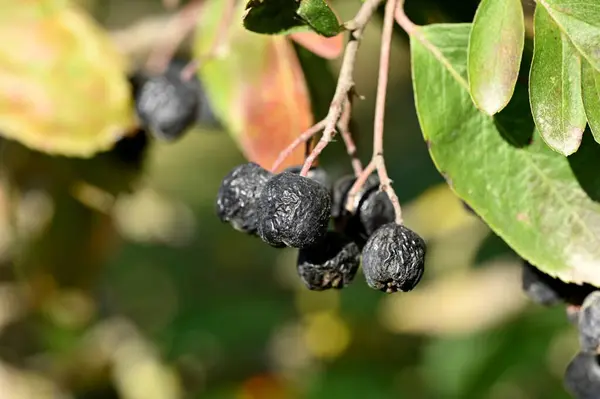 Bahçede kuşüzümü var. makro görünüm.