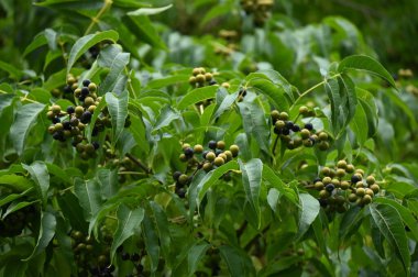 Beyaz arkaplanı olan bir ağacın yeşil yaprakları