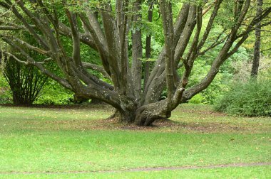 Parktaki güzel ağaç