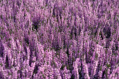 Bahçedeki lavanta tarlası