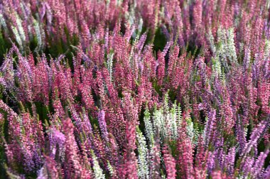 Bahçedeki güzel mor çiçekler