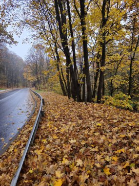 Ormana giden yol.