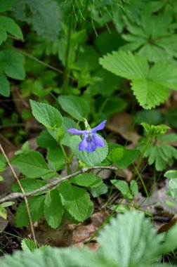 Bahçedeki güzel çiçekler