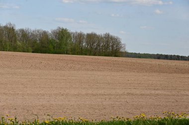 Buğday tarlası ve genç ağaçlar