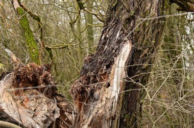 Ormanda ölü ağaçlar