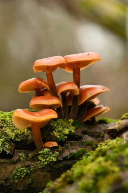 Ağaçta büyüyen mantarlar