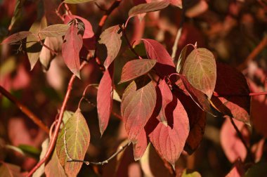 Ormanda sonbahar yaprakları