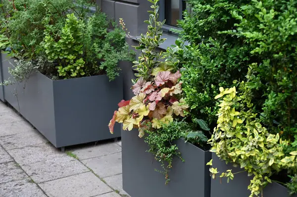 Sokakta saksıda güzel bitkiler