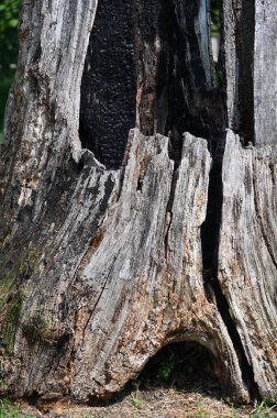 Ağaç gövdesi, ağaç kabuğu dokusu