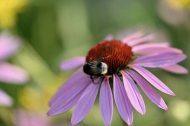 Mor bir çiçeğin üzerindeki yaban arısının yakın çekimi.