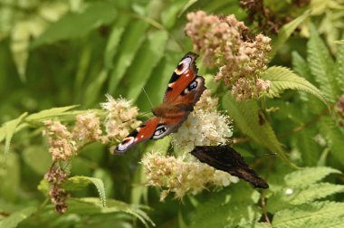 kırmızı - beyaz kelebek, (partenon rurus, partenus carpais )