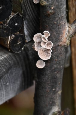 Ormandaki bir mantara yaklaş, şizofreni komünü.