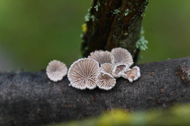 Ormanda mantar, Şizofreni komünü