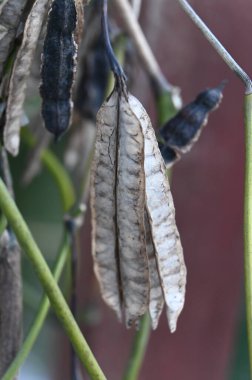 yeşil yapraklar, bitkiler ve yapraklar