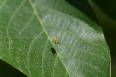 ormanda yeşil örümcek