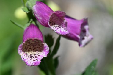 Bahçedeki güzel çiçekler