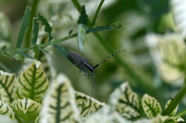 Yeşil yapraklı yeşil çekirge, makro çekim