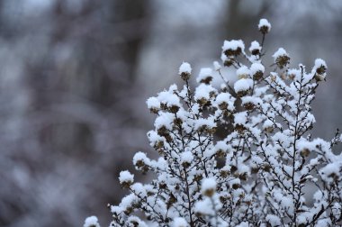 Güzel, beyaz, kabarık kar arka planda bulanık dallarla kaplı.
