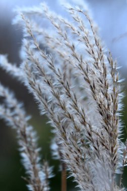 Bahçedeki çimlerin yakınına.