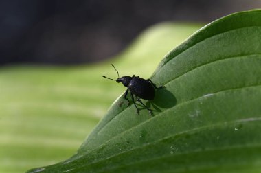 Vahşi doğada böceğe yakın çekim