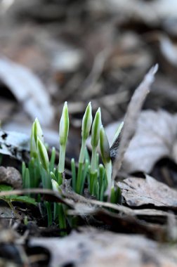 Bahar çiçekleri, doğa bitki örtüsü