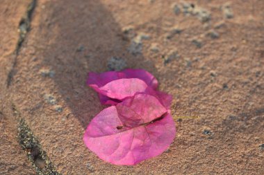Yerde kırmızı bir gül