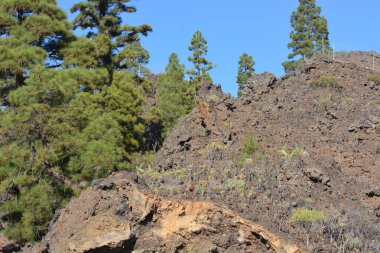 Kanarya adalarında güzel doğa