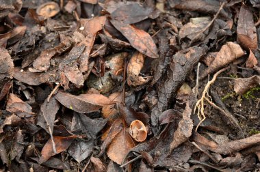 Sonbahar kurumuş akçaağaç yaprakları