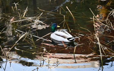 Göldeki ördek, parkta