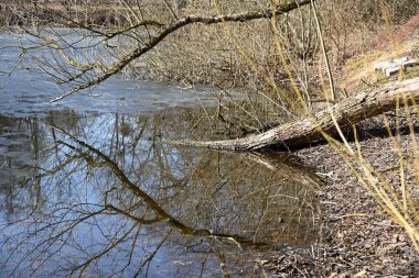 Ormandaki bir ağaç kütüğünün yakın çekimi.