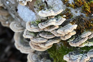 Ağaçtaki güzel mantarlar