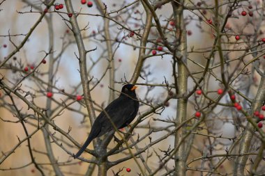Ağaçta bir kuş oturuyor.