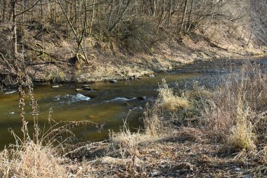 Ormanda küçük taşları olan küçük bir nehir.