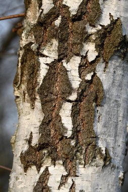 Ormanda huş ağacı kabuğu