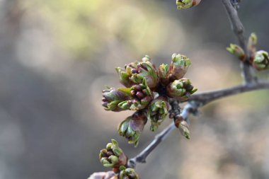 Güzel botanik fotoğrafı, doğal duvar kağıdı.