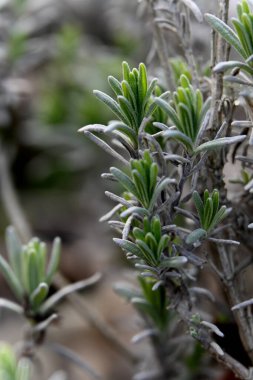 Bahçede yeşil yapraklar