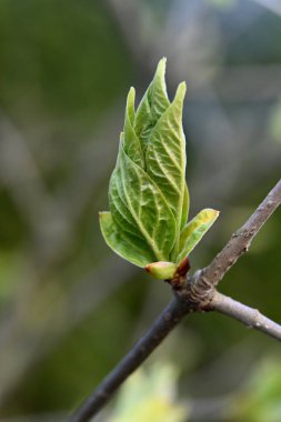 Ormandaki bir ağacın yakınında.