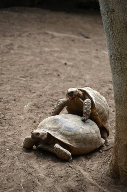 Hayvanat bahçesindeki kaplumbağa.