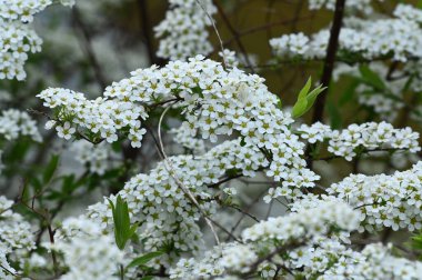 Bahçede beyaz çiçekler