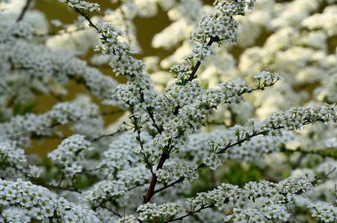 Bahçede bahar çiçekleri