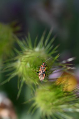 Yapraktaki uğur böceği