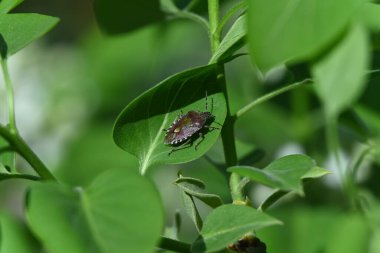 Yaprağın üzerindeki yeşil böcek.