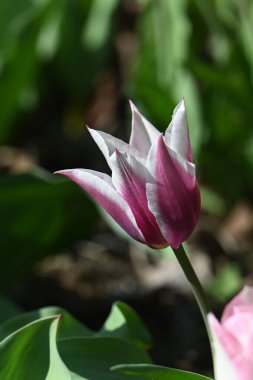 Bahçedeki güzel laleler