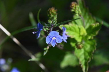 Bahçedeki güzel çiçekler